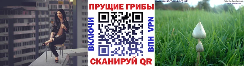 Купить где  Россошь  Псилоцибиновые грибы мицелий 